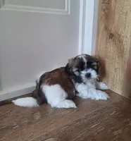 Sophie , a female Shih Tzu for sale in Beach City, OH – 4 of 10