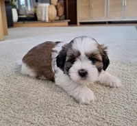 Lola, a female Shih Tzu for sale in Beach City, OH – 3 of 7