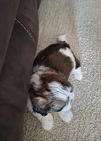Archie , a male Shih Tzu for sale in Beach City, OH – 3 of 9