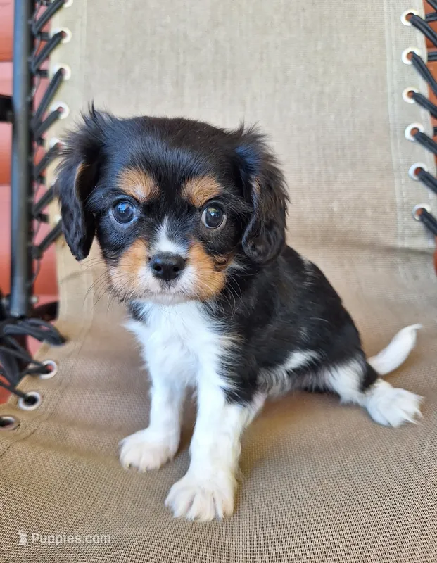 Winston  – Cavalier King Charles Spaniel puppy for sale in Beach City, OH