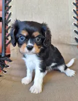 Winston , a male Cavalier King Charles Spaniel for sale in Beach City, OH – 1 of 7