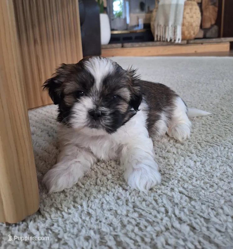 Sadie – Shih Tzu puppy for sale in Beach City, OH