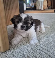 Sadie, a female Shih Tzu for sale in Beach City, OH – 1 of 8