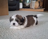 Archie , a male Shih Tzu for sale in Beach City, OH – 2 of 9