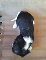 Hugo, a male Cavalier King Charles Spaniel for sale in Beach City, OH – 2 of 4