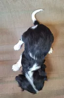 Daisy, a female Cavalier King Charles Spaniel for sale in Beach City, OH – 4 of 5