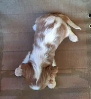 Ozzy, a male Cavalier King Charles Spaniel for sale in Beach City, OH – 4 of 6