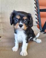 Winston , a male Cavalier King Charles Spaniel for sale in Beach City, OH – 6 of 7