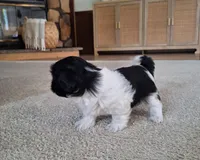 Daisy, a female Shih Tzu for sale in Beach City, OH – 2 of 8