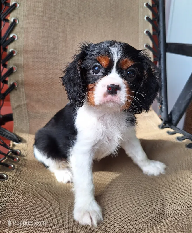 Archie – Cavalier King Charles Spaniel puppy for sale in Beach City, OH