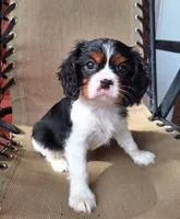 Archie, a male Cavalier King Charles Spaniel for sale in Beach City, OH – 1 of 6