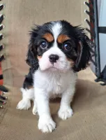 Daisy , a female Cavalier King Charles Spaniel for sale in Beach City, OH – 2 of 7
