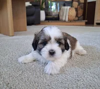 Lola, a female Shih Tzu for sale in Beach City, OH – 4 of 7