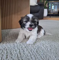 Sadie, a female Shih Tzu for sale in Beach City, OH – 6 of 8