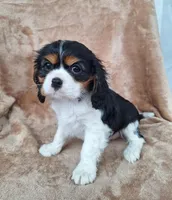 Sophie , a female Cavalier King Charles Spaniel for sale in Beach City, OH – Photo 4 of 5