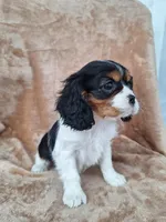 Sophie , a female Cavalier King Charles Spaniel for sale in Beach City, OH – Photo 2 of 5