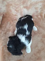 Sophie , a female Cavalier King Charles Spaniel for sale in Beach City, OH – Photo 3 of 5