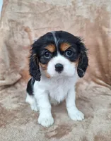 Sophie , a female Cavalier King Charles Spaniel for sale in Beach City, OH – Photo 1 of 5