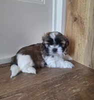 Sophie , a female Shih Tzu for sale in Beach City, OH – 5 of 10