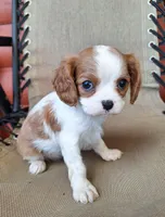Sadie, a female Cavalier King Charles Spaniel for sale in Beach City, OH – 2 of 5
