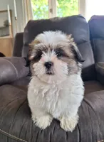 Lola, a female Shih Tzu for sale in Beach City, OH – 3 of 5