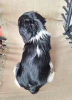 Archie, a male Cavalier King Charles Spaniel for sale in Beach City, OH – 6 of 6