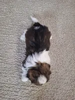 Layla , a female Shih Tzu for sale in Beach City, OH – 6 of 6