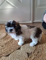 Sophie , a female Shih Tzu for sale in Beach City, OH – 8 of 10
