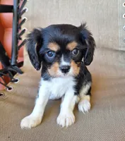 Winston , a male Cavalier King Charles Spaniel for sale in Beach City, OH – 2 of 7