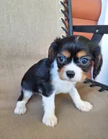 Hugo, a male Cavalier King Charles Spaniel for sale in Beach City, OH – 4 of 4