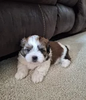 Archie , a male Shih Tzu for sale in Beach City, OH – 6 of 9