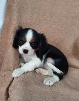 Buddy, a male Cavalier King Charles Spaniel for sale in Beach City, OH – Photo 3 of 4
