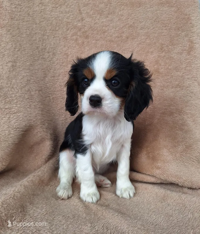 Buddy – Cavalier King Charles Spaniel puppy for sale in Beach City, OH