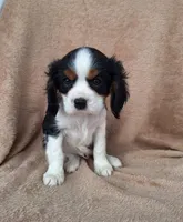 Buddy, a male Cavalier King Charles Spaniel for sale in Beach City, OH – Photo 2 of 4