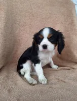 Buddy, a male Cavalier King Charles Spaniel for sale in Beach City, OH – Photo 4 of 4