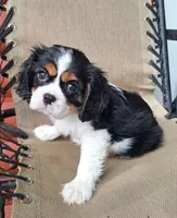 Daisy , a female Cavalier King Charles Spaniel for sale in Beach City, OH – 3 of 7
