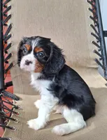Archie, a male Cavalier King Charles Spaniel for sale in Beach City, OH – 2 of 6