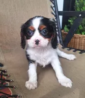 Pumpkin , a female Cavalier King Charles Spaniel for sale in Beach City, OH – 3 of 6