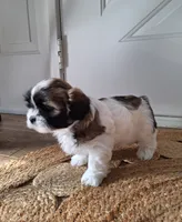 Sophie , a female Shih Tzu for sale in Beach City, OH – 2 of 10