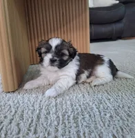 Sadie, a female Shih Tzu for sale in Beach City, OH – 7 of 8
