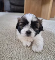 Bella , a female Shih Tzu for sale in Beach City, OH – 2 of 8