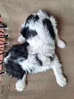 Sadie, a female Cavalier King Charles Spaniel for sale in Beach City, OH – 6 of 6