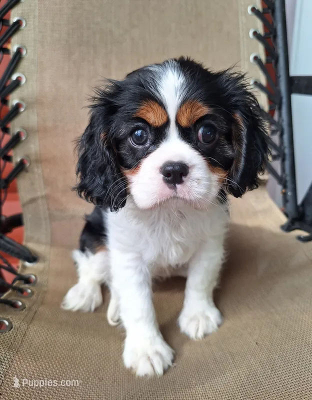Daisy  – Cavalier King Charles Spaniel puppy for sale in Beach City, OH