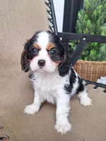 Bella, a female Cavalier King Charles Spaniel for sale in Beach City, OH – 3 of 6