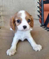 Ozzy, a male Cavalier King Charles Spaniel for sale in Beach City, OH – 6 of 6