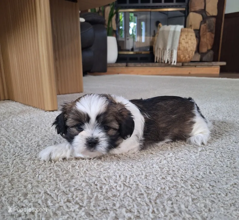 Layla  – Shih Tzu puppy for sale in Beach City, OH