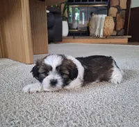 Layla , a female Shih Tzu for sale in Beach City, OH – 1 of 6