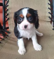 Pumpkin , a female Cavalier King Charles Spaniel for sale in Beach City, OH – 1 of 6