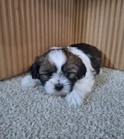 Layla , a female Shih Tzu for sale in Beach City, OH – 3 of 6