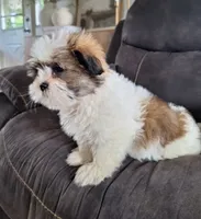 Lola, a female Shih Tzu for sale in Beach City, OH – 2 of 5